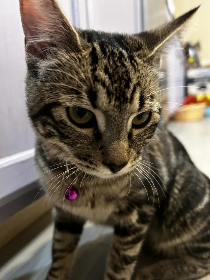 Seraphinabonded Sisters thumbnail 4