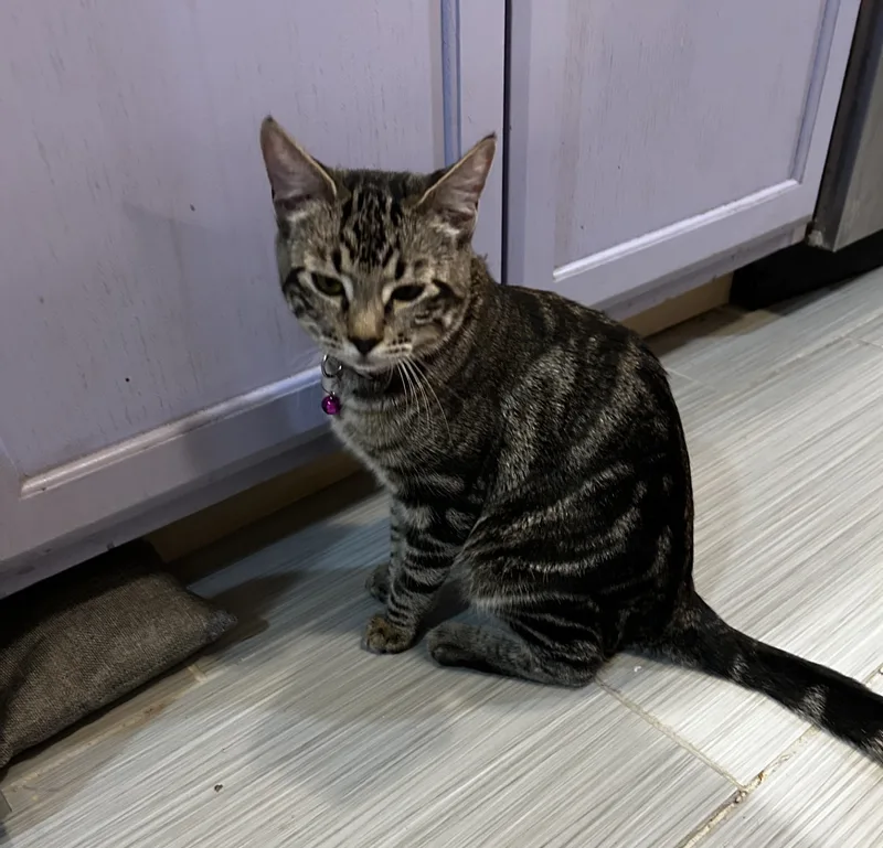 Seraphinabonded Sisters thumbnail 5