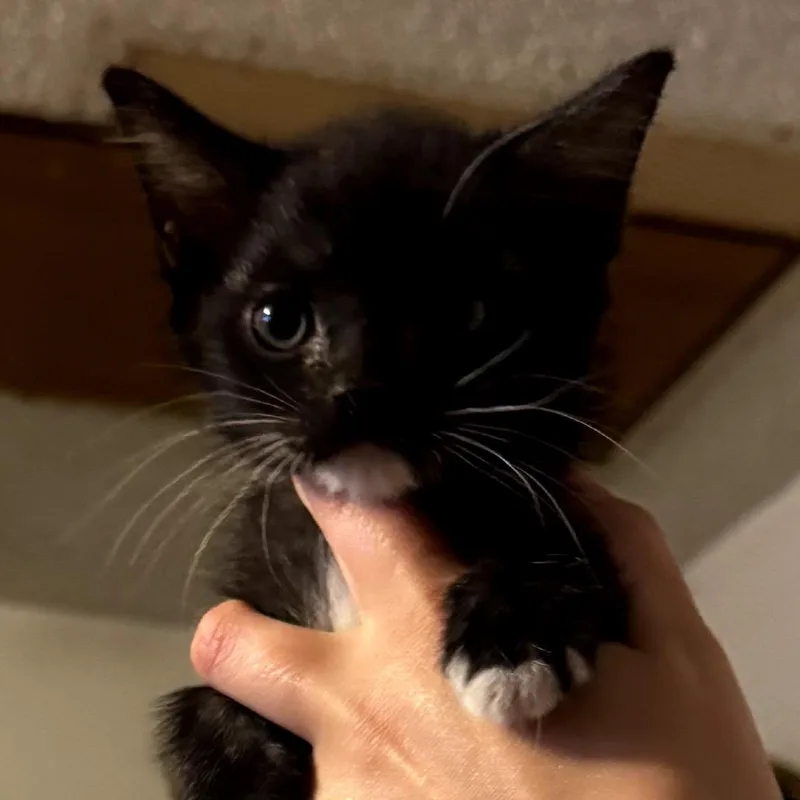 A baby small-sized male Black Domestic Short Hair cat named Aquaman for adoption in Midland, TX