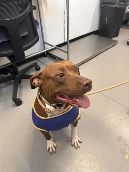 An adult large-sized female Mixed Breed dog named Bella for adoption in West Chester, PA