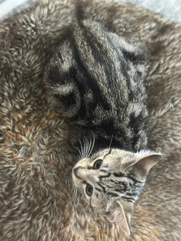 A baby small-sized female Domestic Short Hair cat named Queenie for adoption in Vallejo, CA