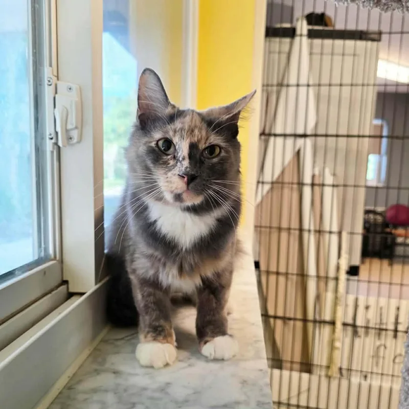 A young medium-sized female Domestic Medium Hair cat named Hazel for adoption in Umatilla, FL