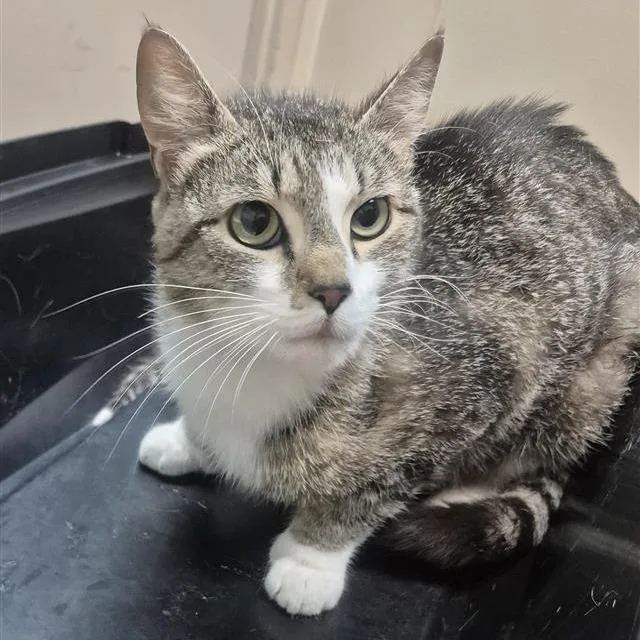 An adult medium-sized female Brown / Chocolate Domestic Short Hair cat named Daisy May for adoption in Tacoma, WA
