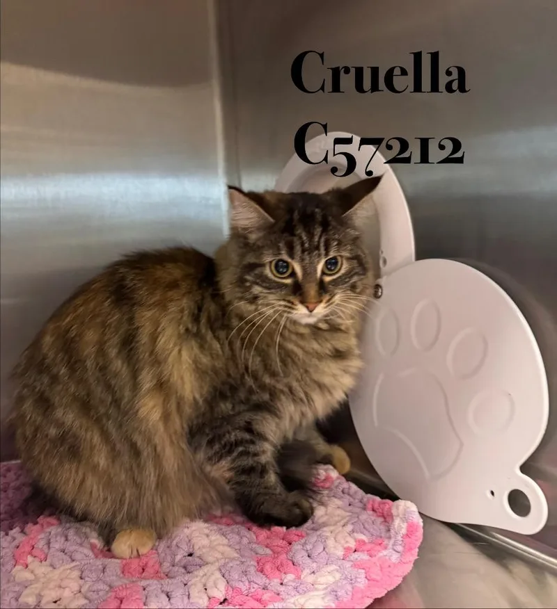 Cruella
