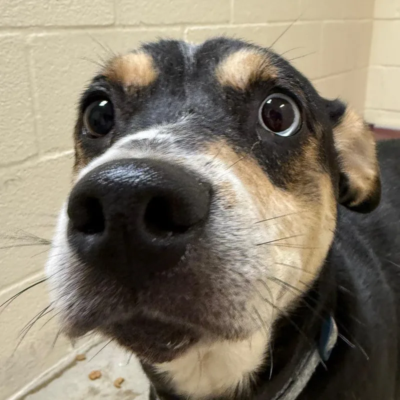 A baby medium-sized female Black Australian Shepherd dog named Lucille for adoption in Palestine, TX