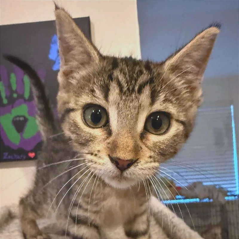 A baby small-sized female Brown / Chocolate Domestic Short Hair cat named Dolly for adoption in Webster, TX