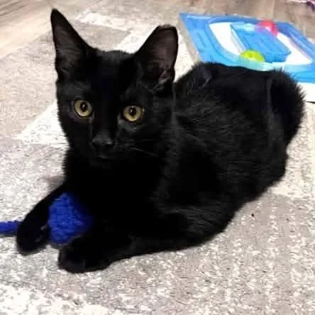 A baby medium-sized male Black Domestic Short Hair cat named Donovan for adoption in Cleveland, OH