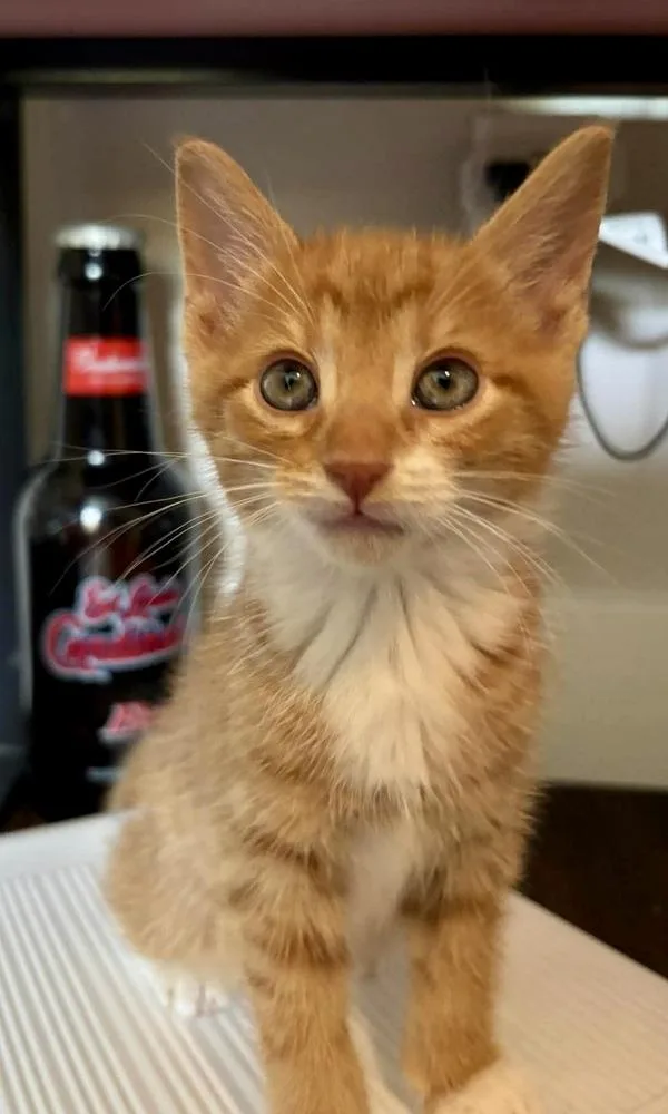 A baby small-sized male Orange & White Domestic Short Hair cat named Dandelion for adoption in Emerald Isle, NC