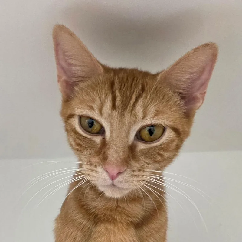 A young medium-sized female Domestic Short Hair cat named Sierra for adoption in Cumming, GA