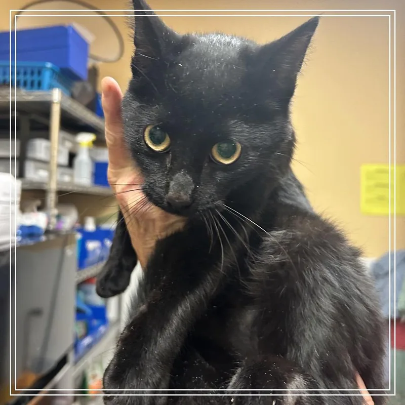 An adult medium-sized female Black Domestic Short Hair cat named FWT Fiona for adoption in Midland, TX
