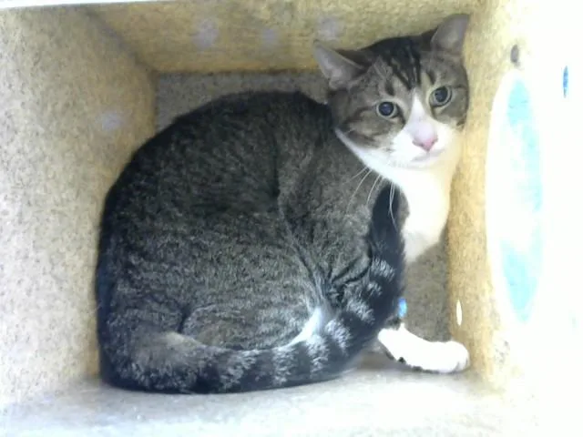 An adult medium-sized male Domestic Short Hair cat named Kylo for adoption in Albuquerque, NM