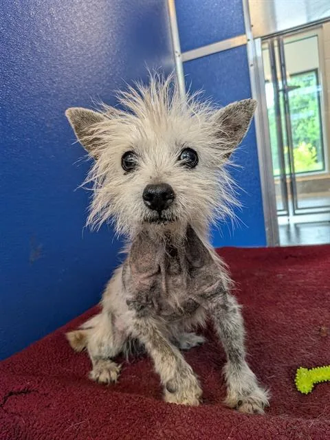 A senior small-sized male Yorkshire Terrier dog named Muffin for adoption in Indianapolis, IN