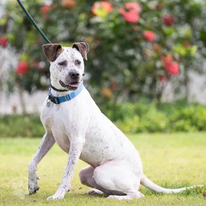 An adult large-sized male Terrier dog named Fella for adoption in Honolulu, HI