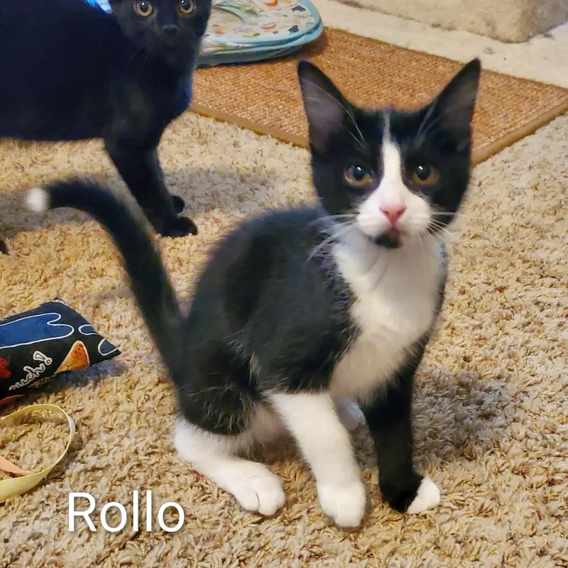 Rollo thumbnail 3
