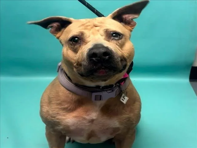 An adult medium-sized female American Staffordshire Terrier dog named Ivory for adoption in Loveland, CO