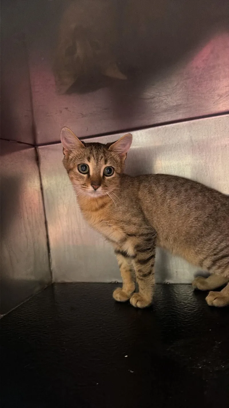 A young medium-sized female Domestic Short Hair cat named Rue for adoption in Burgaw, NC