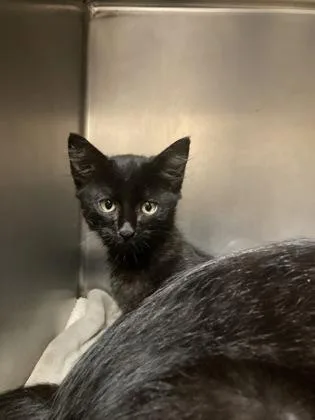 A baby small-sized male Domestic Medium Hair cat named Kuby for adoption in Fairhope, AL