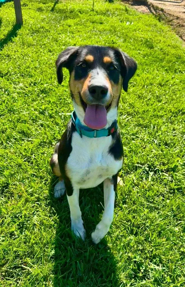 An adult large-sized female Tricolor (Brown, Black, & White) Hound dog named Laney for adoption in Middletown, CT