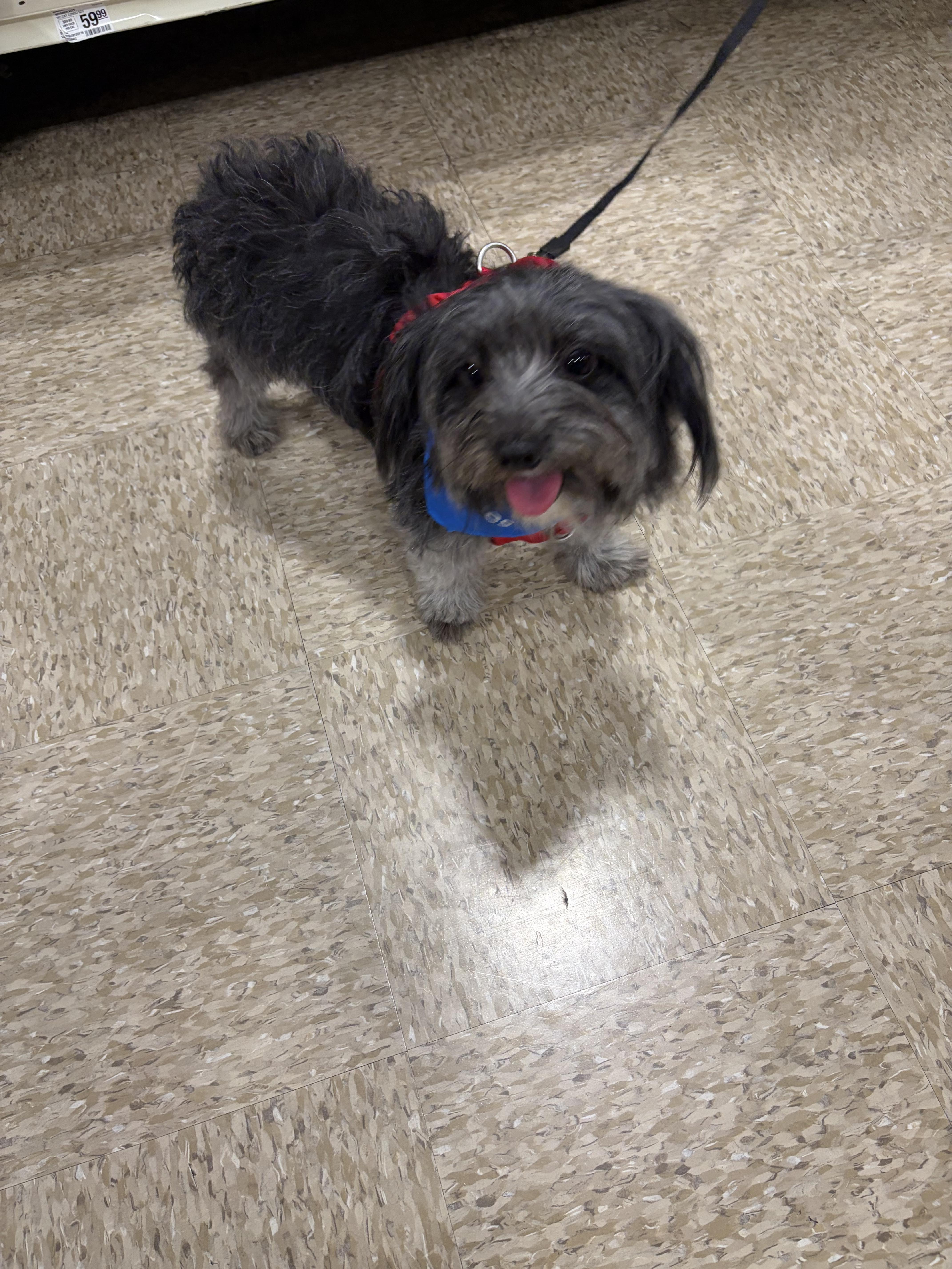 A young small-sized male Gray / Blue / Silver Wirehaired Dachshund dog named Porkchop for adoption in Fresno, CA