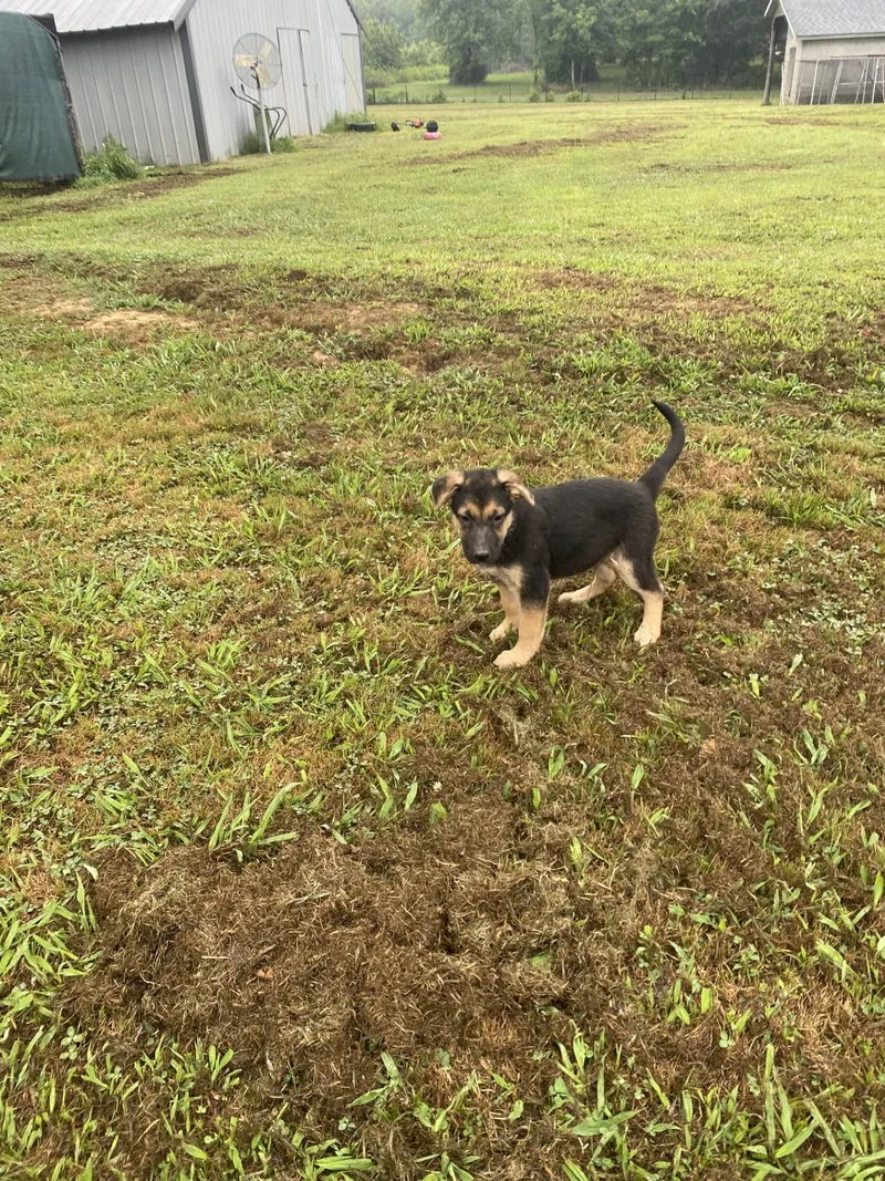 A baby medium-sized male Mixed Breed dog named Diego for adoption in Pembroke, MA