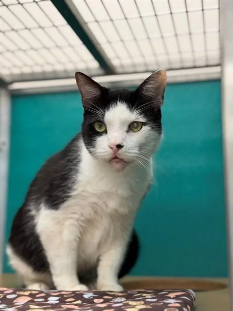 An adult medium-sized male Domestic Short Hair cat named Patch for adoption in Naples, FL