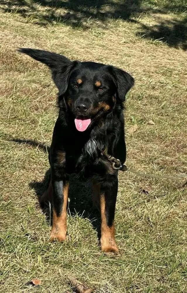 An adult medium-sized male German Shepherd Dog dog named Gator for adoption in Aurora, IN