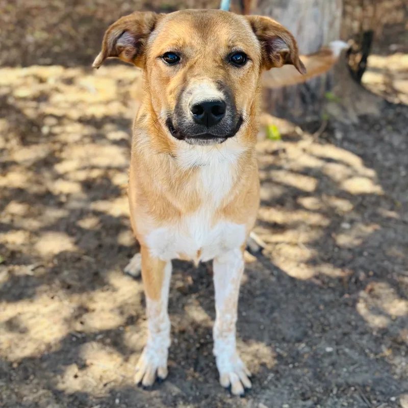 A young medium-sized female Cattle Dog dog named Harmony for adoption in Bastrop, TX