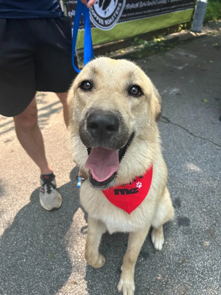 A young extra large-sized male Great Pyrenees dog named Charlie for adoption in Sharpsburg, GA