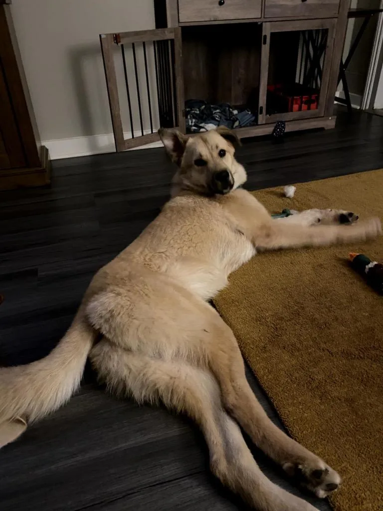 Charlie thumbnail 5