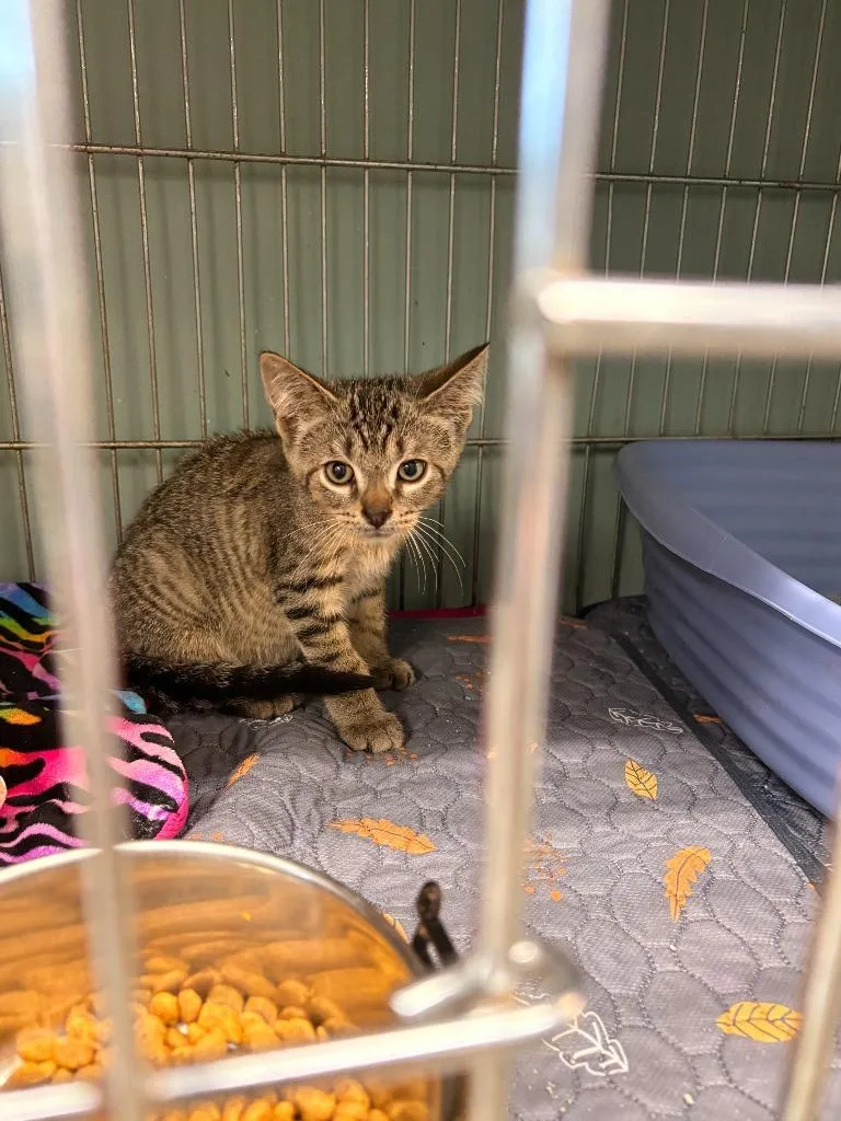 A baby large-sized female Domestic Short Hair cat named Moon for adoption in Rensselaer, IN
