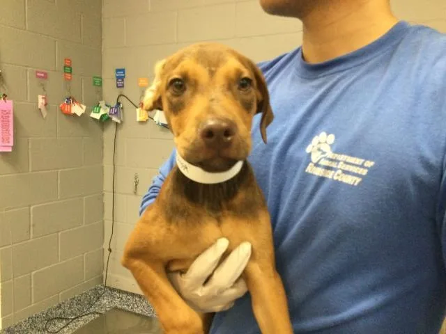 A baby medium-sized female Pit Bull Terrier dog named Mia for adoption in Thousand Palms, CA