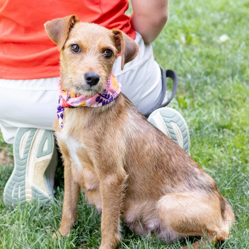 A young small-sized female Brown / Chocolate Border Terrier dog named RaquelAvail for adoption in West Grove, PA