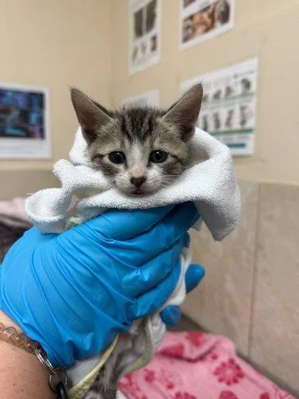 A baby small-sized male Domestic Short Hair cat named Coco for adoption in Honolulu, HI
