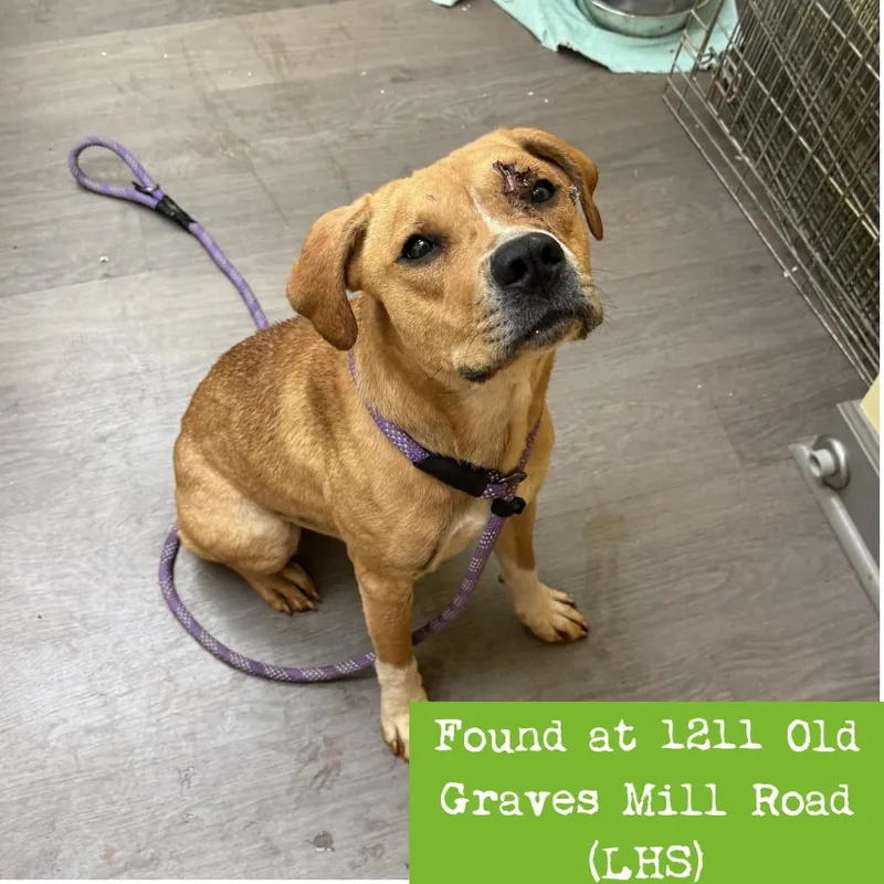 An adult small-sized female Yellow / Tan / Blond / Fawn Mixed Breed dog named Fawn for adoption in Lynchburg, VA