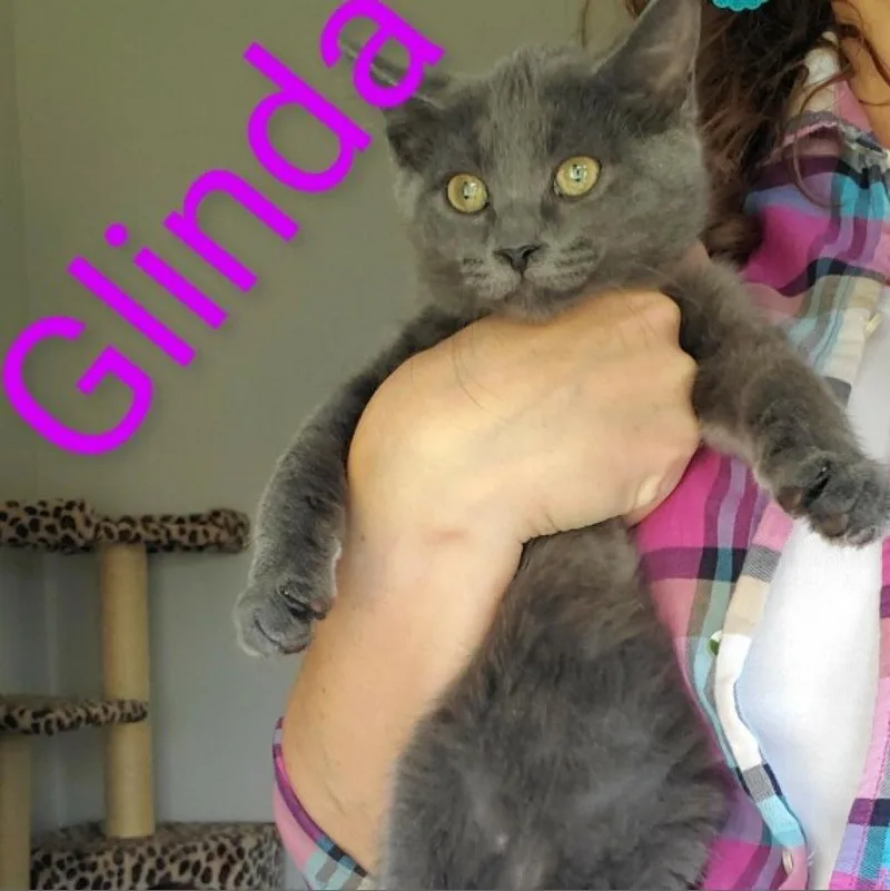An adult extra large-sized female Gray / Blue / Silver Domestic Short Hair cat named Galinda for adoption in Evanston, IL