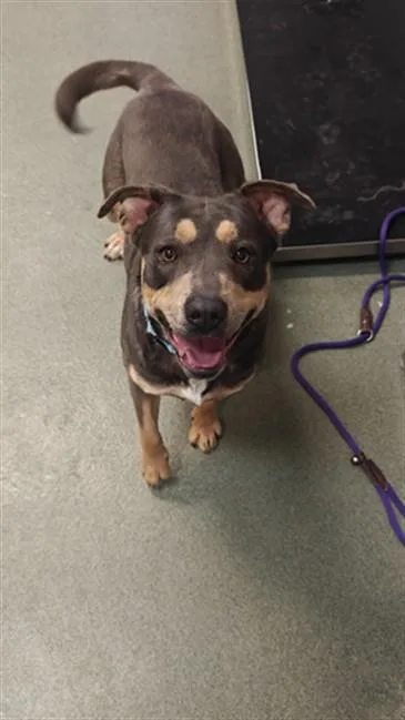 A young medium-sized female Mixed Breed dog named Cartie for adoption in Santa Fe, NM