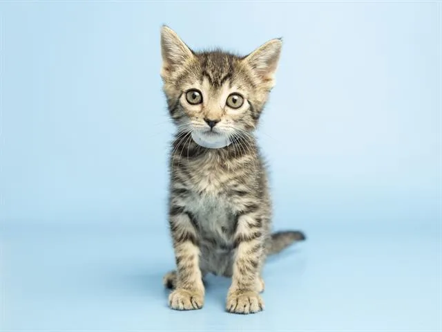 A baby small-sized female Domestic Short Hair cat named Moxie for adoption in Phoenix, AZ