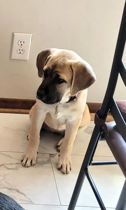 A baby large-sized female Mastiff dog named Luna for adoption in Malvern, PA