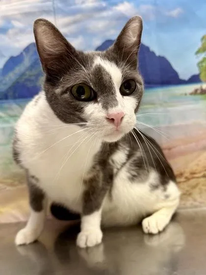 A senior medium-sized male Domestic Short Hair cat named Goose for adoption in San Antonio, TX