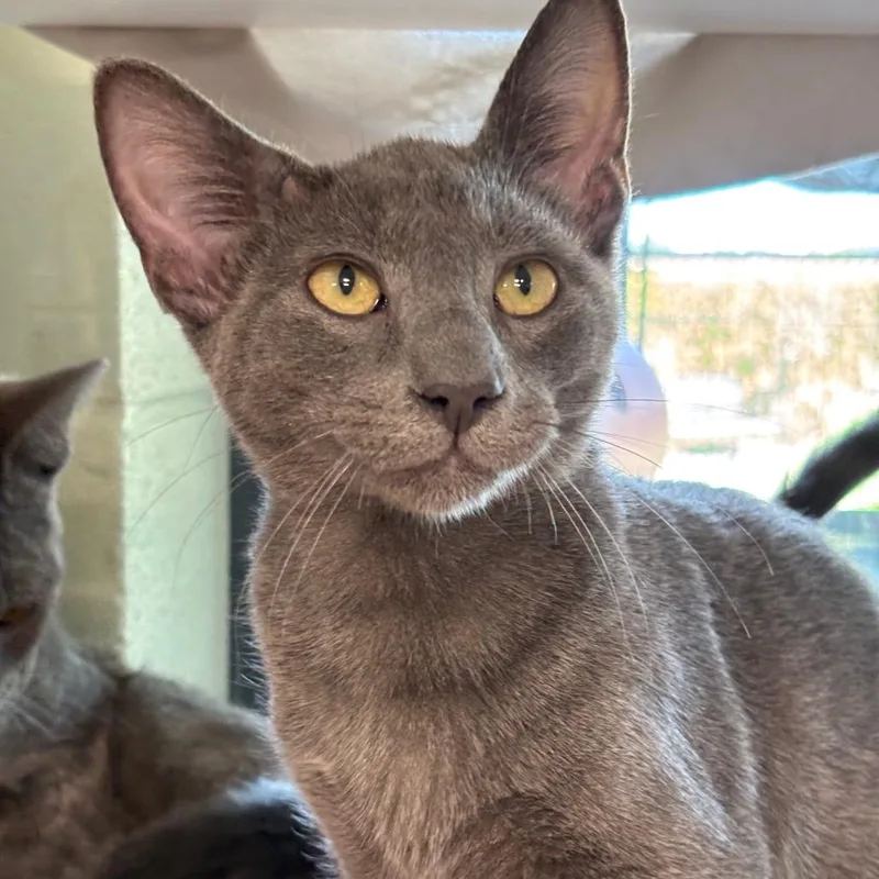 A young medium-sized male Gray / Blue / Silver Domestic Medium Hair cat named Jynx for adoption in League City, TX
