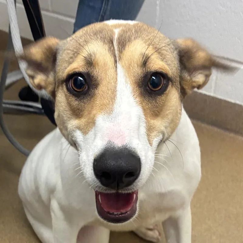 An adult medium-sized female White / Cream Labrador Retriever dog named Beth for adoption in Corpus Christi, TX
