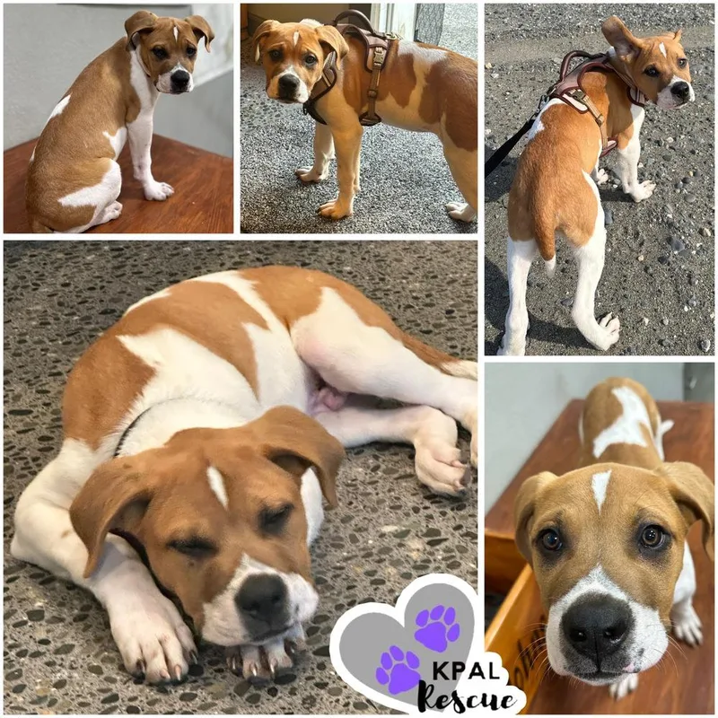A baby large-sized male Saint Bernard dog named Sudoku Fun & for adoption in Kenai, AK