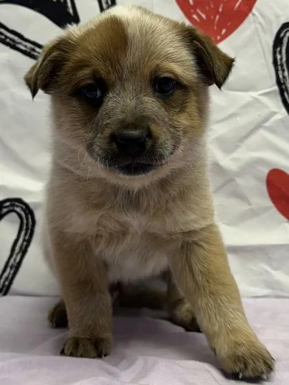 A young small-sized male Cattle Dog dog named Kennebec for adoption in San Antonio, TX