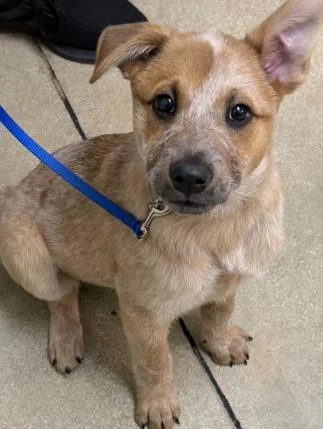 Kennebec thumbnail 2