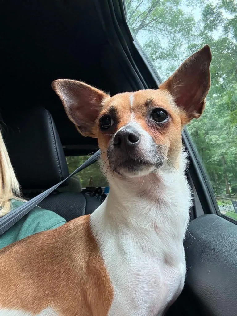 A young small-sized female Chihuahua dog named Gertie for adoption in Waxhaw, NC