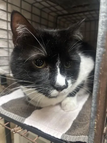 An adult medium-sized male Domestic Short Hair cat named Mr. Boba for adoption in Honolulu, HI