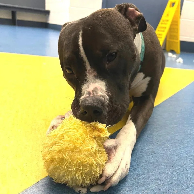 Sapphire thumbnail 2