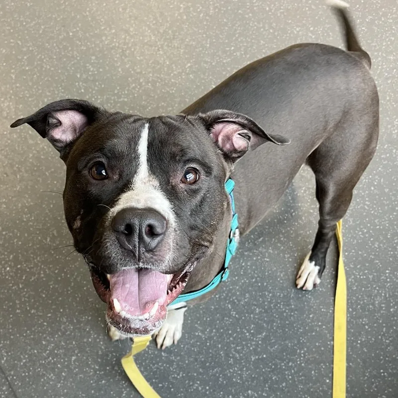 Sapphire thumbnail 4