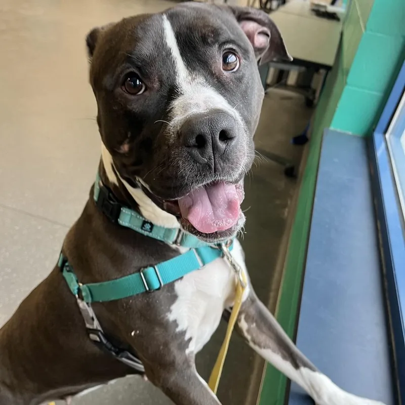 Sapphire thumbnail 5