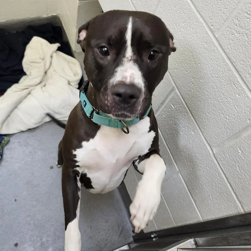 Sapphire thumbnail 6